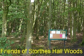Friends of Storthes Hall Woods image