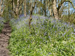 Friends of Dean Wood image