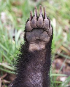 Huddersfield & District Badger Group image