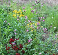 Birkby Community Wildlife Garden image