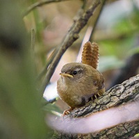 Ten Villages Conservation Group image