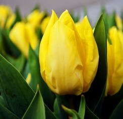 Heritage Flower and Luncheon Club (Cleckheaton) image