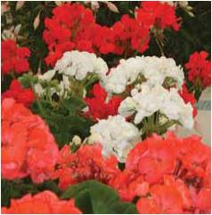 Fixby Gardening Club image