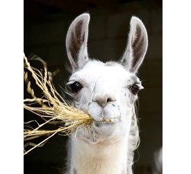 Cannon Hall Farm  image