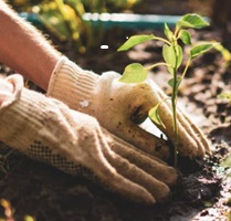 Windybank Gardening Club (Hightown) image