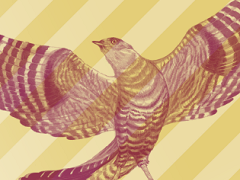 Marsden Cuckoo Festival image