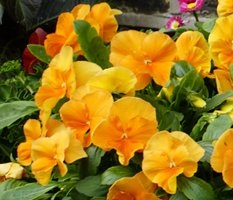 Emley & District Garden Club image