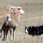 Harden Moss Sheepdog Trials Association image