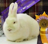 Huddersfield and District (Rabbit) Fanciers Society image