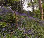 Cliffe Woods Conservation Group, Clayton West image
