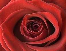 Huddersfield Flower Club image