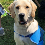 Huddersfield Guide Dogs for the Blind image