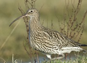 National Trust Marsden Moor Estate image