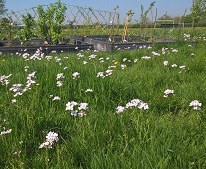 The Friends of Scholes Recreation Ground image