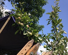 Marsden and Slaithwaite Transition Towns (MASTT) image