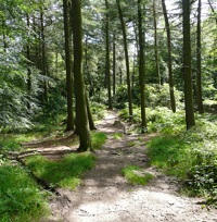 Upper Dearne Woodlands Conservation Group image