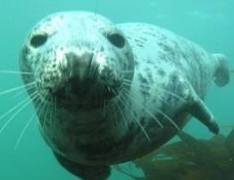 British Sub Aqua Club Huddersfield Branch 18 image